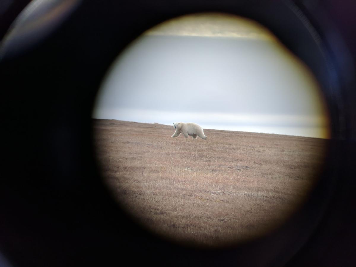 Polar Bear in Kaktovik